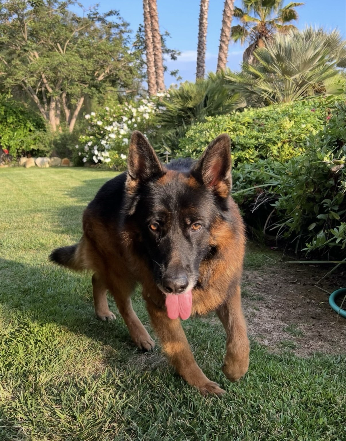 Original dog photo